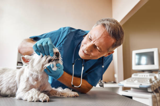 Best 24-Hour Emergency Dental Care in Fayetteville, TN